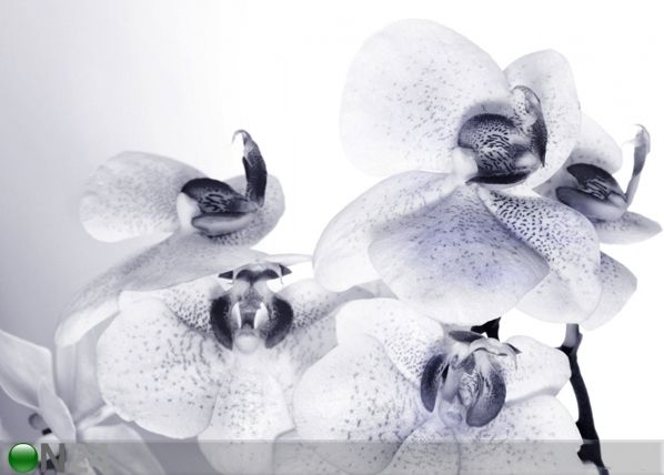 Фотообои Orchids 360x254 см