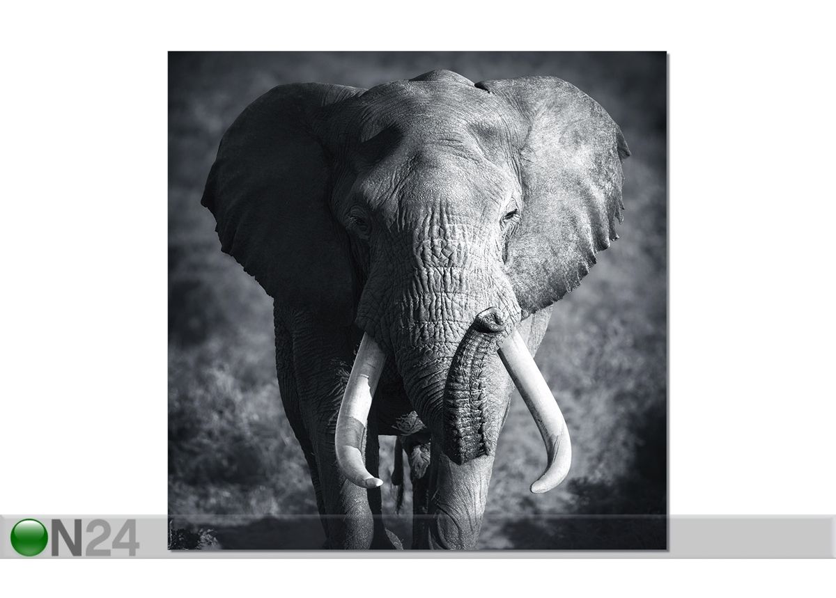 Картина Elephant 120x120 cm увеличить
