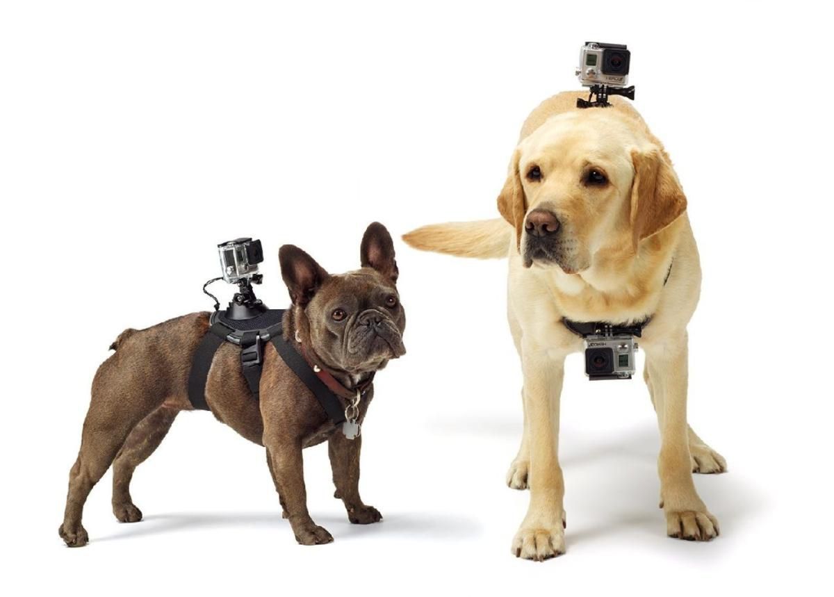 Крепление для домашних животных GoPro FETCH увеличить