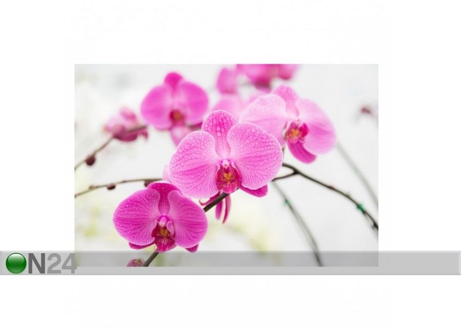 Флизелиновые фотообои Close up orchid увеличить