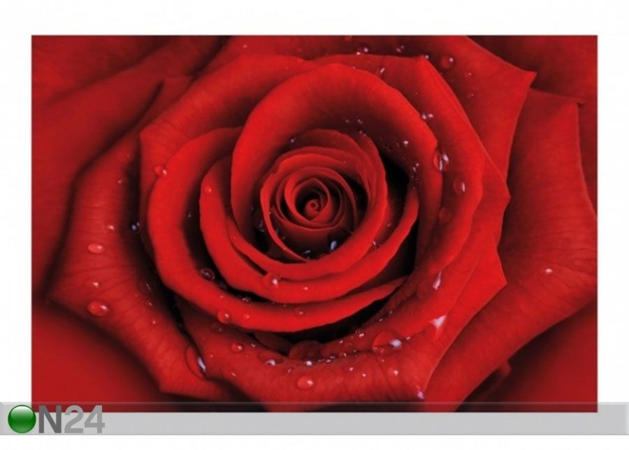 Флизелиновые фотообои Red rose with water drops увеличить