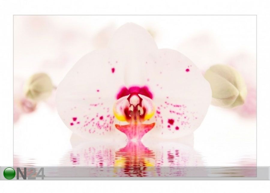 Флизелиновые фотообои Spotted Orchid on water увеличить