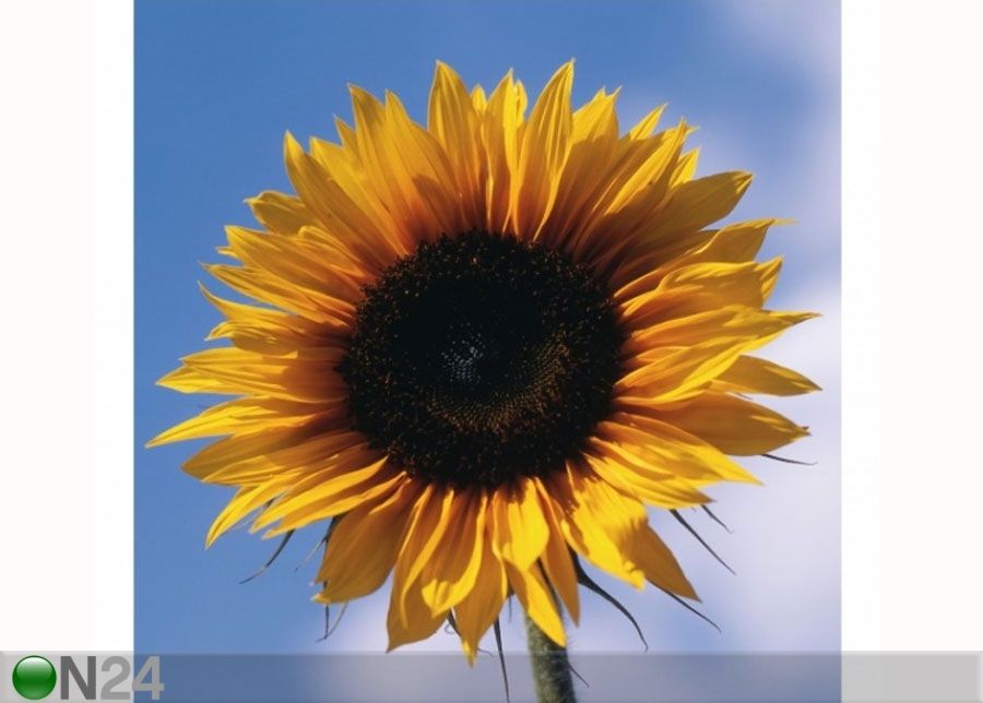 Флизелиновые фотообои Sunflower Trio Part 1 увеличить