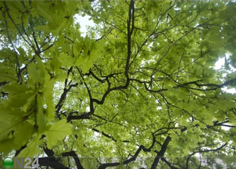 Флизелиновые фотообои Treetop увеличить