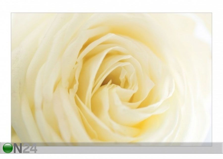 Флизелиновые фотообои White Rose увеличить