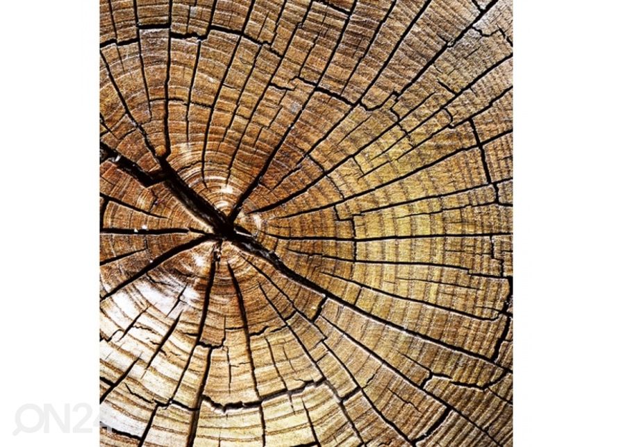 Флизелиновые фотообои Wood 150x250 см увеличить
