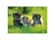 Флизелиновые фотообои Kittens 375x250 см