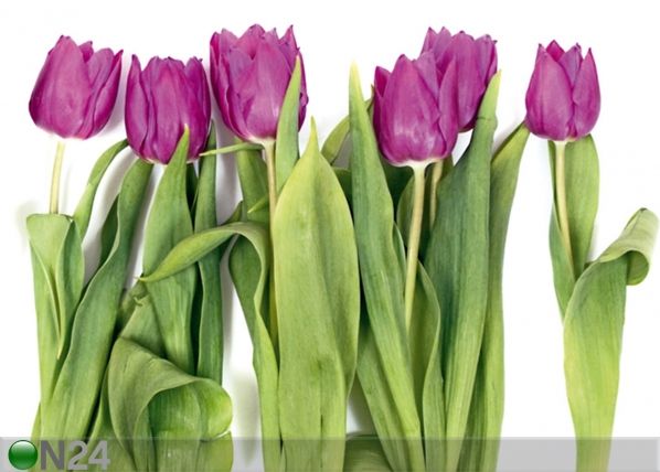 Флизелиновые фотообои Tulips 2 360x270 см