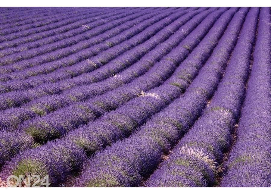 Напольная наклейка Lavender field 255x170 см увеличить