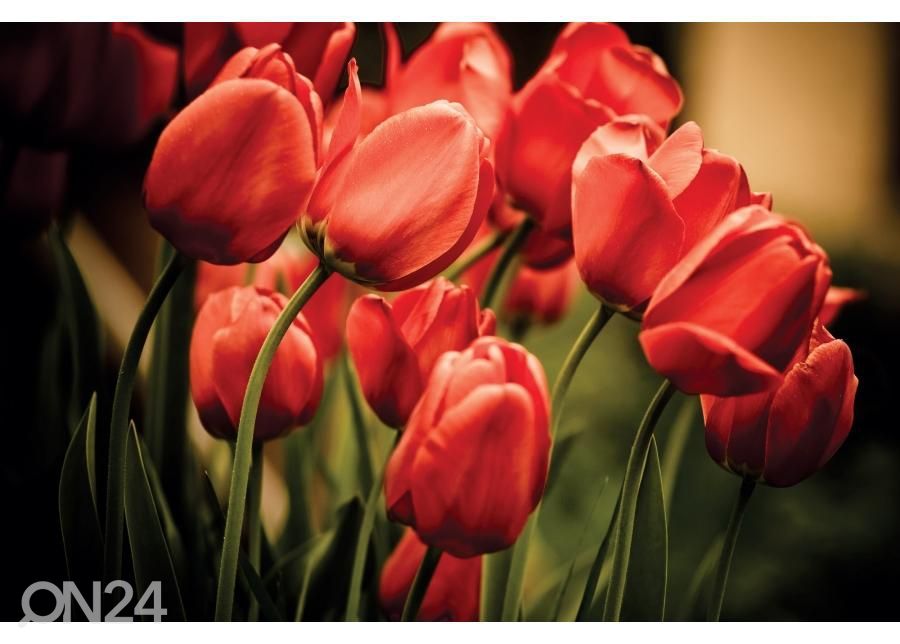 Напольная наклейка Red tulips 255x170 см увеличить