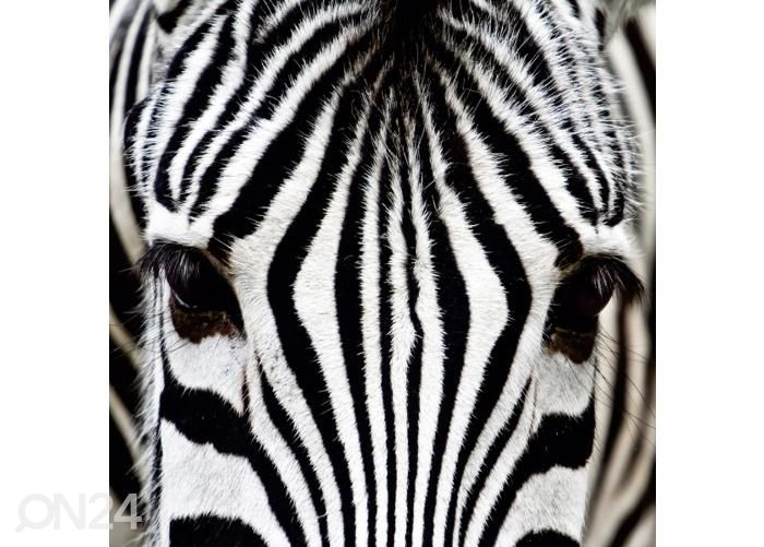 Напольная наклейка Zebra 170x170 см увеличить