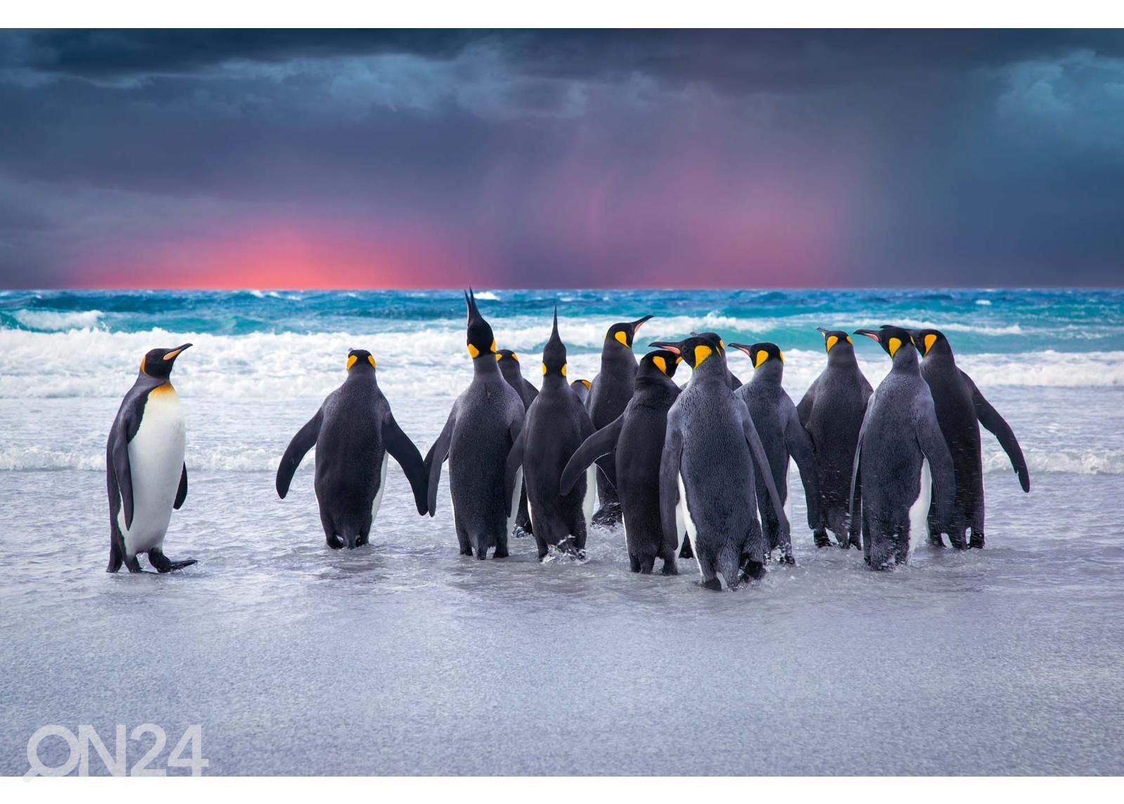 Самоклеящиеся фотообои King Penguins In The Falkland увеличить