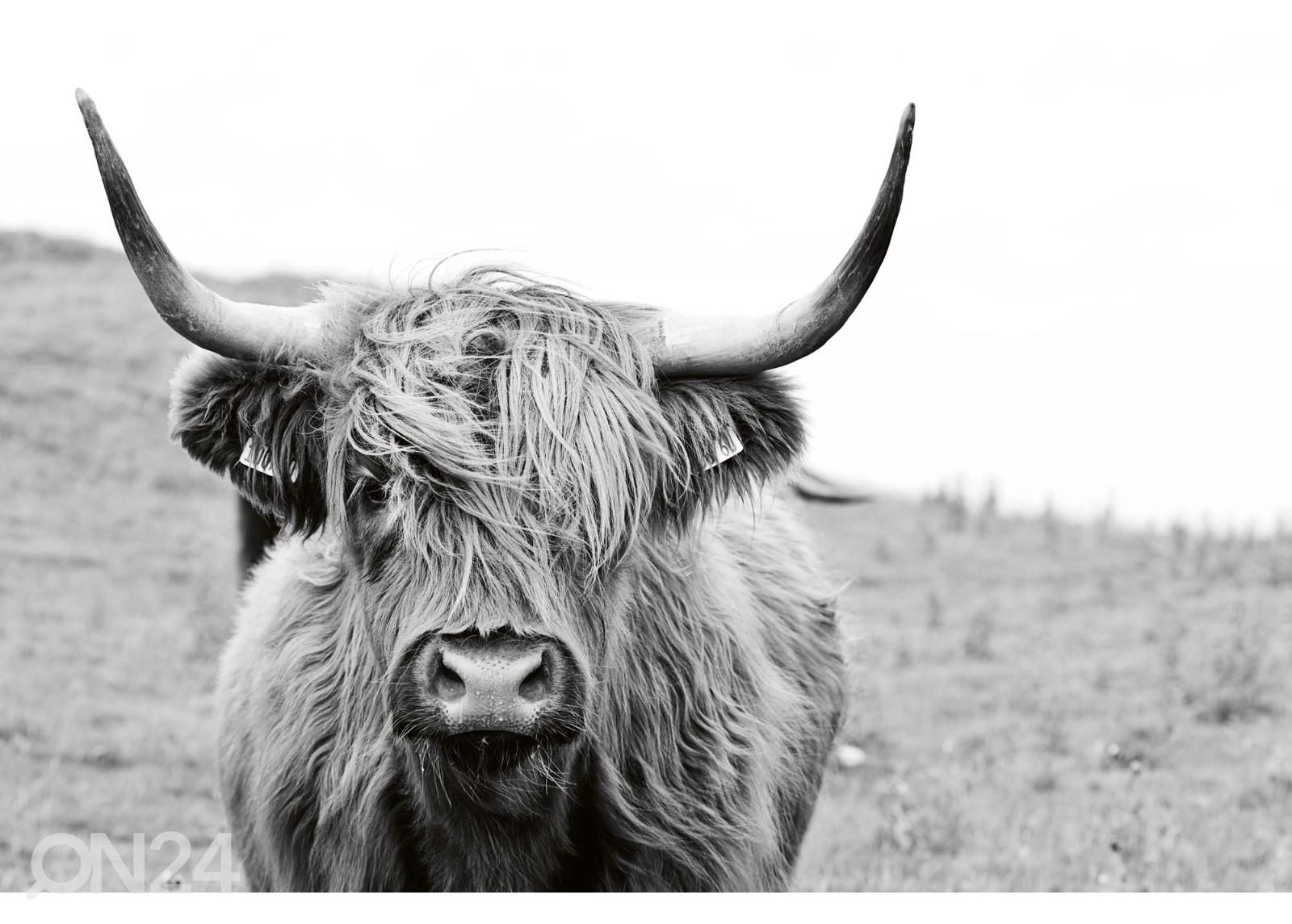 Самоклеящиеся фотообои Scottish Cow увеличить