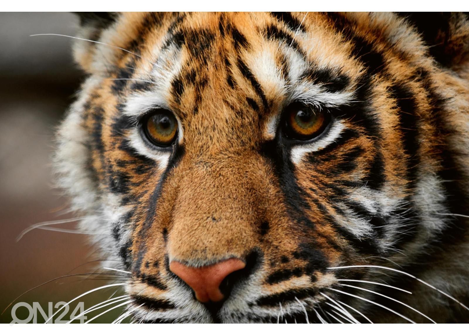 Флизелиновые фотообои Beautiful Big Tiger увеличить