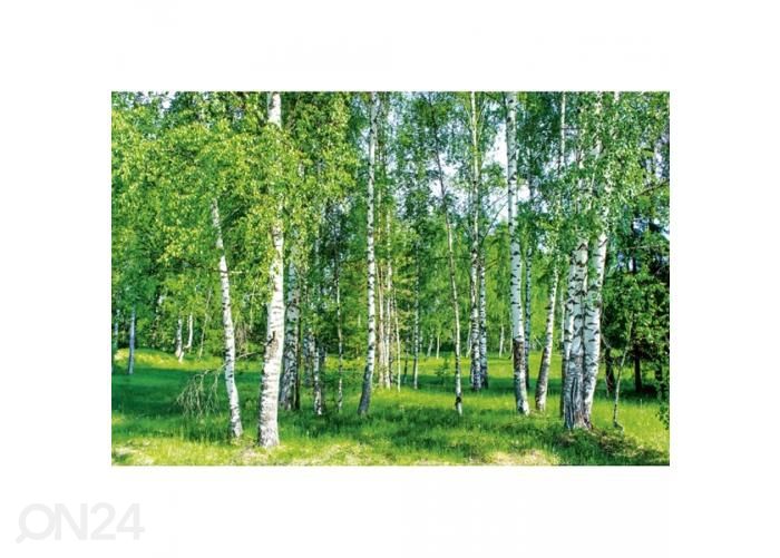 Флизелиновые фотообои Birch grow 375x250 см увеличить