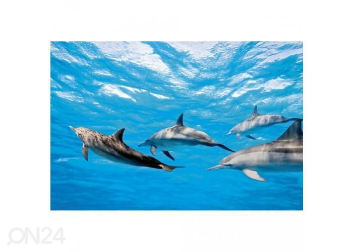 Флизелиновые фотообои Dolphins 375x250 см увеличить