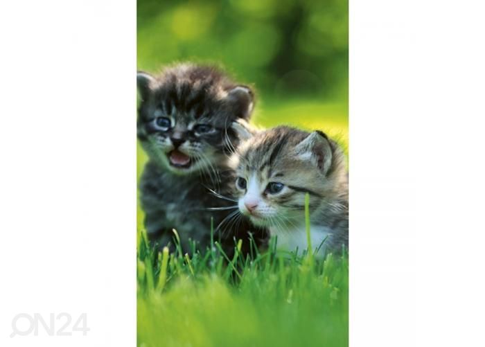 Флизелиновые фотообои Kittens 150x250 см увеличить