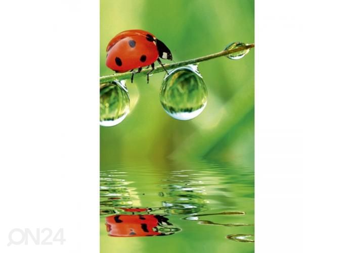 Флизелиновые фотообои Ladybird 150x250 см увеличить