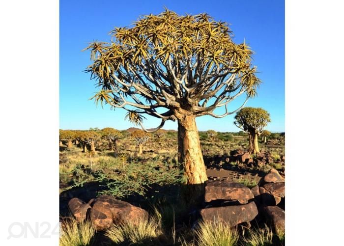 Флизелиновые фотообои Namibia 225х250 см увеличить
