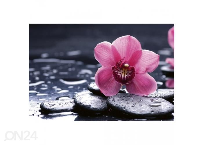 Флизелиновые фотообои Orchid 375x250 см увеличить