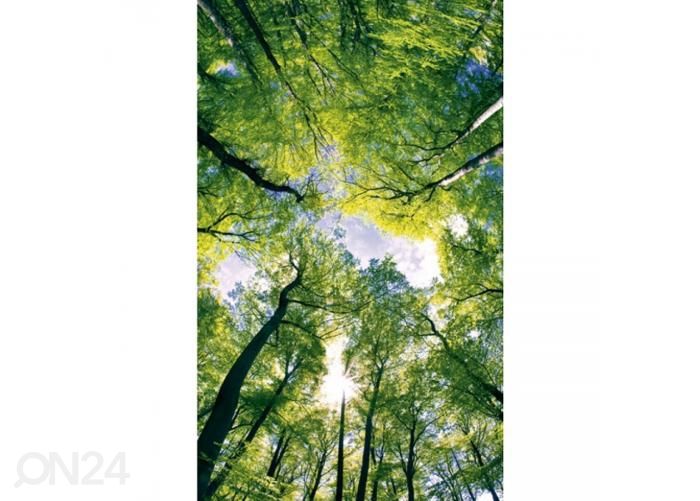 Флизелиновые фотообои Trees 150x250 см увеличить