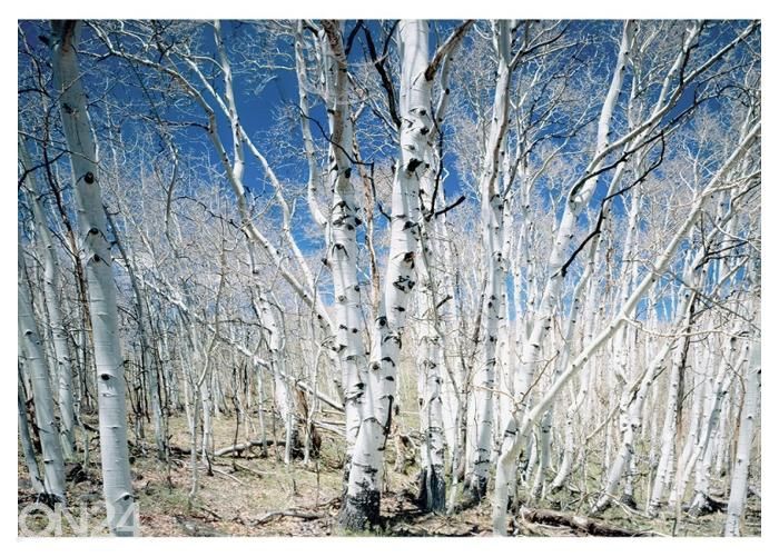 Флисовые фотообои Birches in Utah Dixie National Park 368x254 см увеличить
