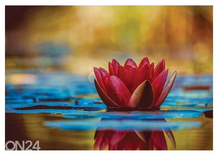 Флисовые фотообои Rosy Water lily 368x254 см увеличить
