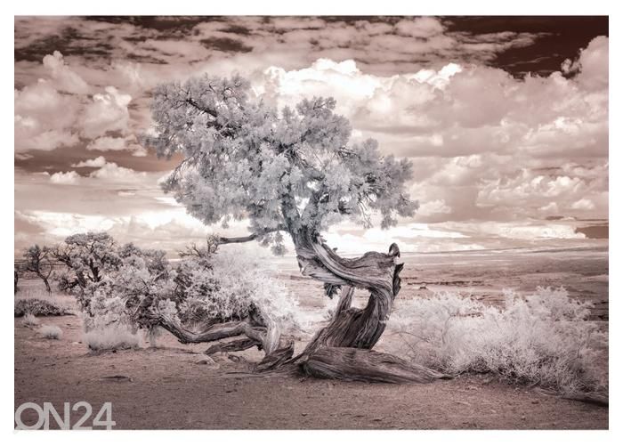 Флисовые фотообои Twisted Tree in the Desert 368x254 см увеличить