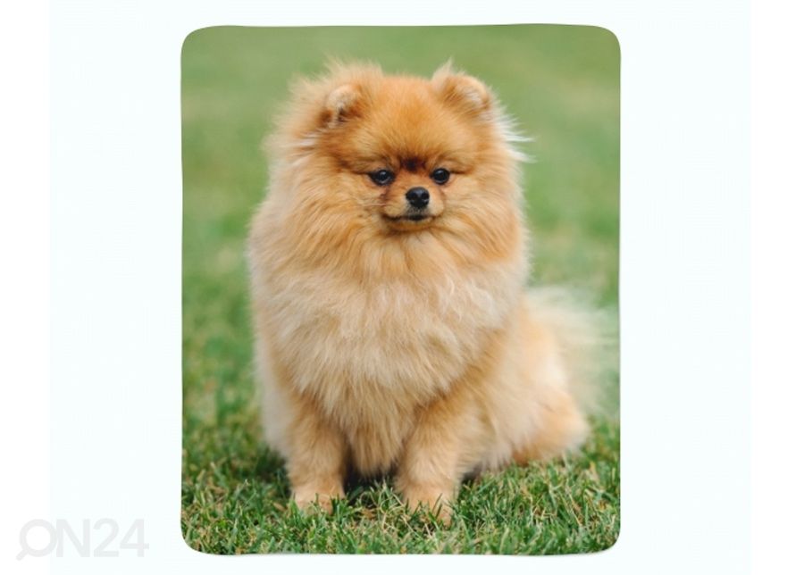 Флисовый плед Pomeranian Dog 130x150 см увеличить